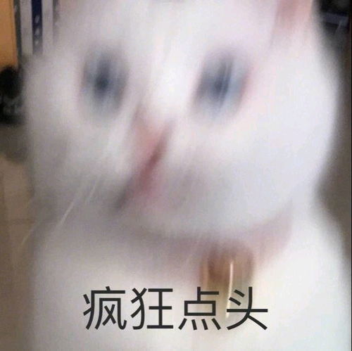  猫猫表情包