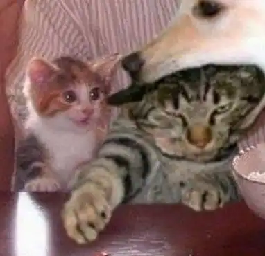 猫咪被狗狗咬住头,挣扎还是无济于事,一旁的小猫却看的很开心 猫咪被狗狗咬住头,挣扎还是无济于事,一旁的小猫却看的很开心