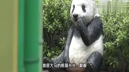  外国大熊猫小手捂耳朵表情萌翻了,暖暖妹妹,采访还有原音