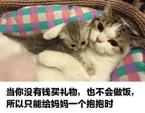  论社畜的正确坐姿,我喵无人能敌第91期表情包