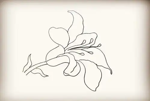  分分钟就能学会的百合花简笔画来了,零基础也不怕