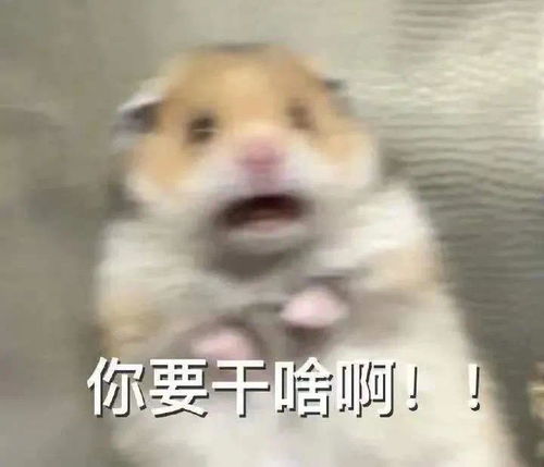  抖音里小仓鼠被惊吓到的动态表情包哪个朋友有啊,好想要