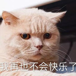  斗图日常喵咪可爱表情包