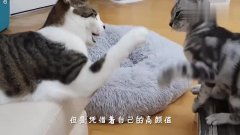  橘子能在猫咪的头上待多久猫主子竟然这样的表情,真是太搞笑了