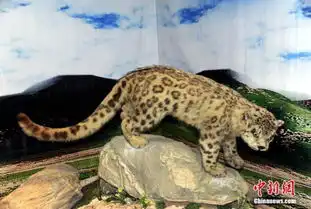 中国新闻网图片频道青藏高原生物标本馆 中国新闻网图片频道青藏高原生物标本馆