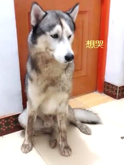  二哈偷溜出门玩,回来时被主人当场抓包,下一幕让人哭笑不得
