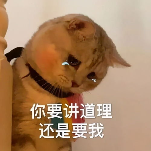  情侣互怼表情包,在甜甜蜜蜜中吵架不哄我是吗那就不哄吧