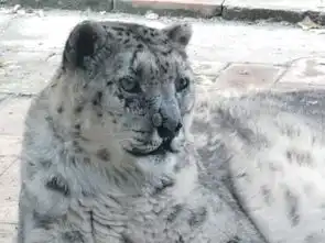 世界首例我省完成雪豹白内障手术 世界首例我省完成雪豹白内障手术