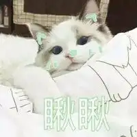 猫咪老师表情包带字头像