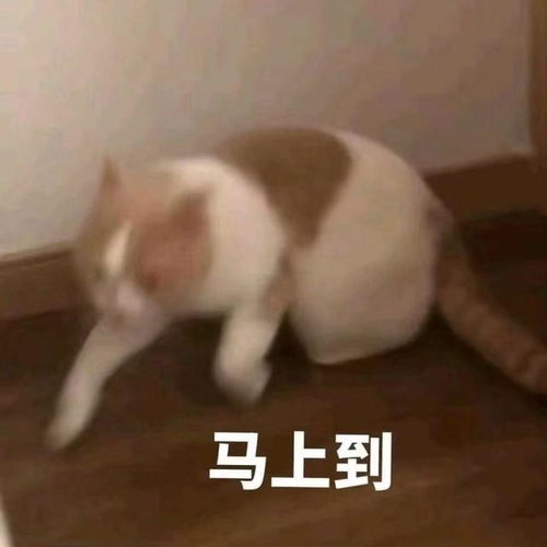  可爱搞怪的自动回复没回复就是放牛去了一直没回复就是牛丢了