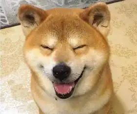 我可想死你了表情包柴犬