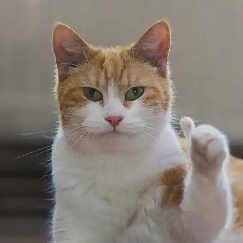 萌宠表情包你好厉害呢 萌宠表情包你好厉害呢