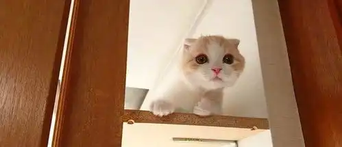  猫咪主人快来呀,我不敢下楼,人家还是一只小猫咪