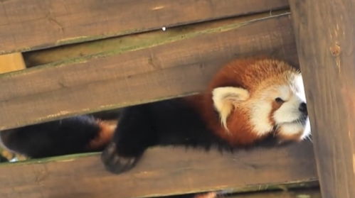 小熊猫的头被卡住,折腾了好久才弄出来,脸都被挤成了表情包
