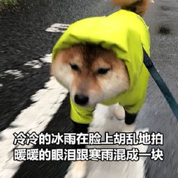 来一组七夕特供表情包,狗子们快拿走