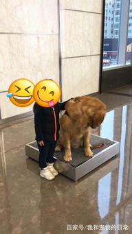  大金毛偷偷亲了一下求合影的孩子,亲完还做出个害羞的表情