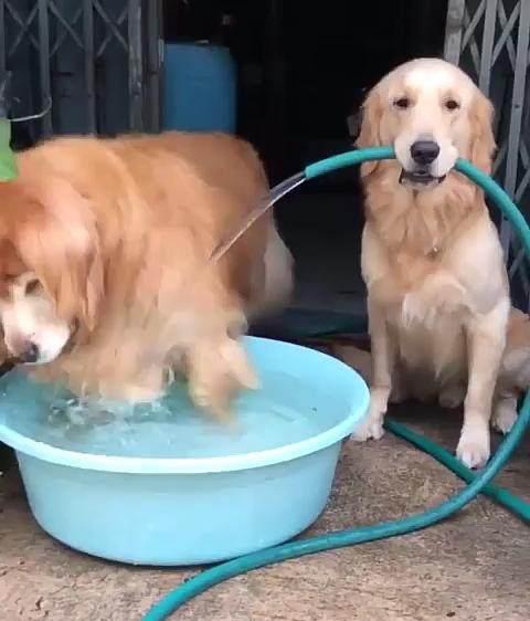 金毛一脸无奈表情叼起水管,给另一只大金毛装水泡澡,好有爱 金毛一脸无奈表情叼起水管,给另一只大金毛装水泡澡,好有爱