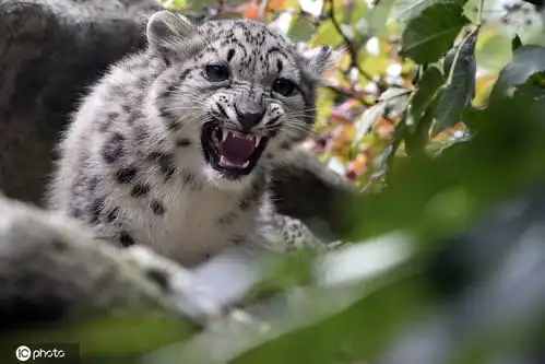 别惹我盘点动物怒视表情包生起气来自己都害怕 别惹我盘点动物怒视表情包生起气来自己都害怕