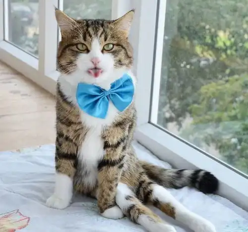 主人拍摄到猫咪各种吐舌头怪照,虽身患残疾,却快乐依旧 主人拍摄到猫咪各种吐舌头怪照,虽身患残疾,却快乐依旧