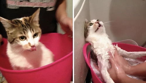  猫咪经常生病的原因,多半是宠主造成的,你中了几个
