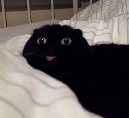 猫咪呕吐表情包贪便宜