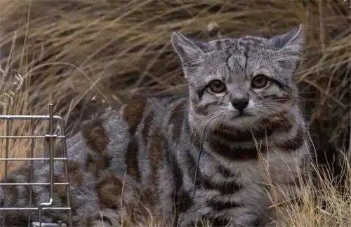 比雪豹还要珍贵的稀有猫科动物,因为胆小而不敢去远方找对象 比雪豹还要珍贵的稀有猫科动物,因为胆小而不敢去远方找对象