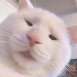  外语文化周开幕式