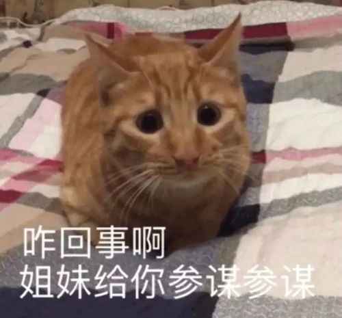 撩妹表情包吧小姐姐