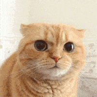 请问一下,家里的猫可以送去猫咖打工卖身吗 请问一下,家里的猫可以送去猫咖打工卖身吗