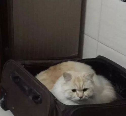  我为什么要减肥,我又不是吃不起