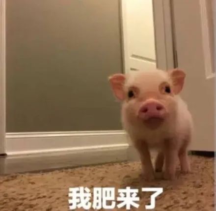  小猫咪也需要隔离吗特殊情况该怎么分配房间