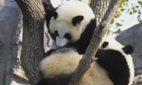  表情受伤的熊猫剃了腿毛,露出个小尾巴,表情委屈可爱炸了表情