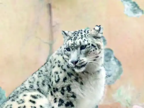 凌家雪豹何以出圈 凌家雪豹何以出圈