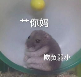  表情包
