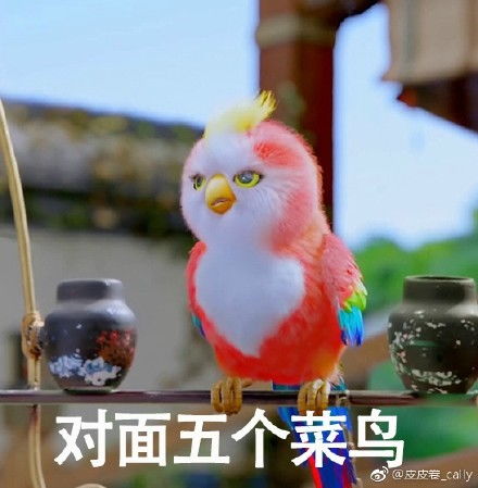  楚乔传鹦鹉表情包