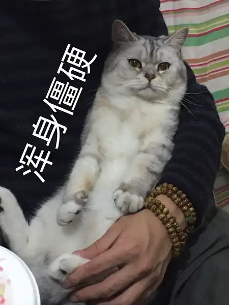 以猫为主的动物向表情包233333流量慎入 以猫为主的动物向表情包233333流量慎入