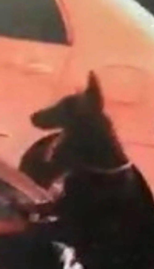  这是人身狮面在沐浴吗