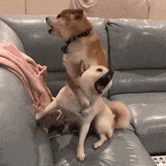 表情包聊天经常用到的表情包 表情包聊天经常用到的表情包