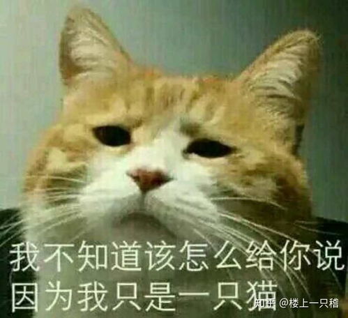  请问如图表情包有没有可爱一点的替代