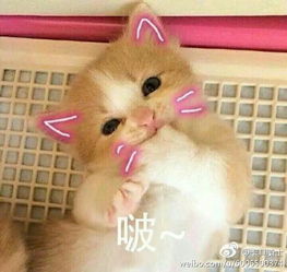 萌宠表情包第二集,请开始你们的表演