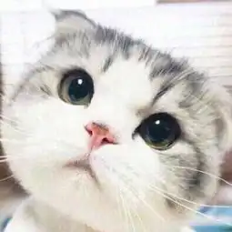 谁知道这个猫叫什么或者你有这个表情包谢谢了 谁知道这个猫叫什么或者你有这个表情包谢谢了