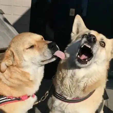 恶搞狗表情包搞笑 恶搞狗表情包搞笑