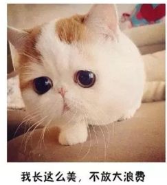  罕见猫咪表情图一组