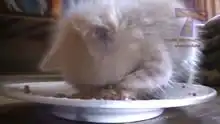  可爱的喵咪搞笑高清正版视频在线观看