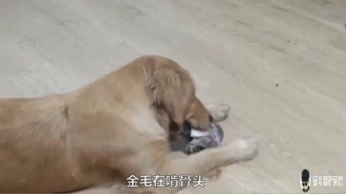  两只金毛偷吃狗粮,被主人教训,金毛这一脸不屑的表情很不服气
