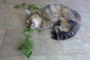 猫咪呕吐表情包猫薄荷