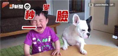  法斗在线欺负小主人分一口饼干而已,你怎么就哭了
