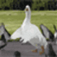  每日沙雕表情包真沙雕,得想个办法让他做我网友