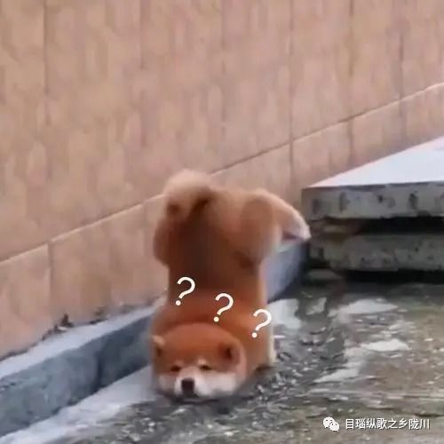 偷偷亲一下表情包松鼠绊