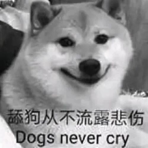  沙雕表情包傻瓜,你怎么可能是傻瓜呢,傻瓜